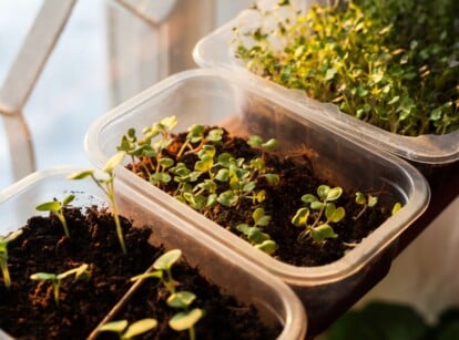 Three white plastic trays sit on a windowsill, filled with dark, moist soil. Sprouts of various heights and thickness carpet the soil, their leaves a vibrant shade of green. A few delicate stems stretch towards the window, bathed in the soft glow of the morning sun.