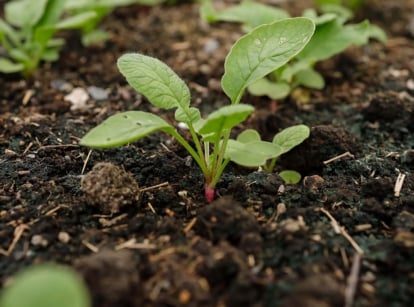 A close-up of a thriving young plant in dark soil, surrounded by blurred seedlings in the background.