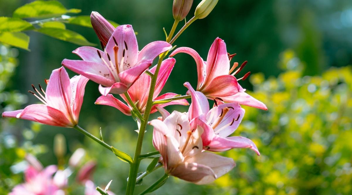 Oriental Lily