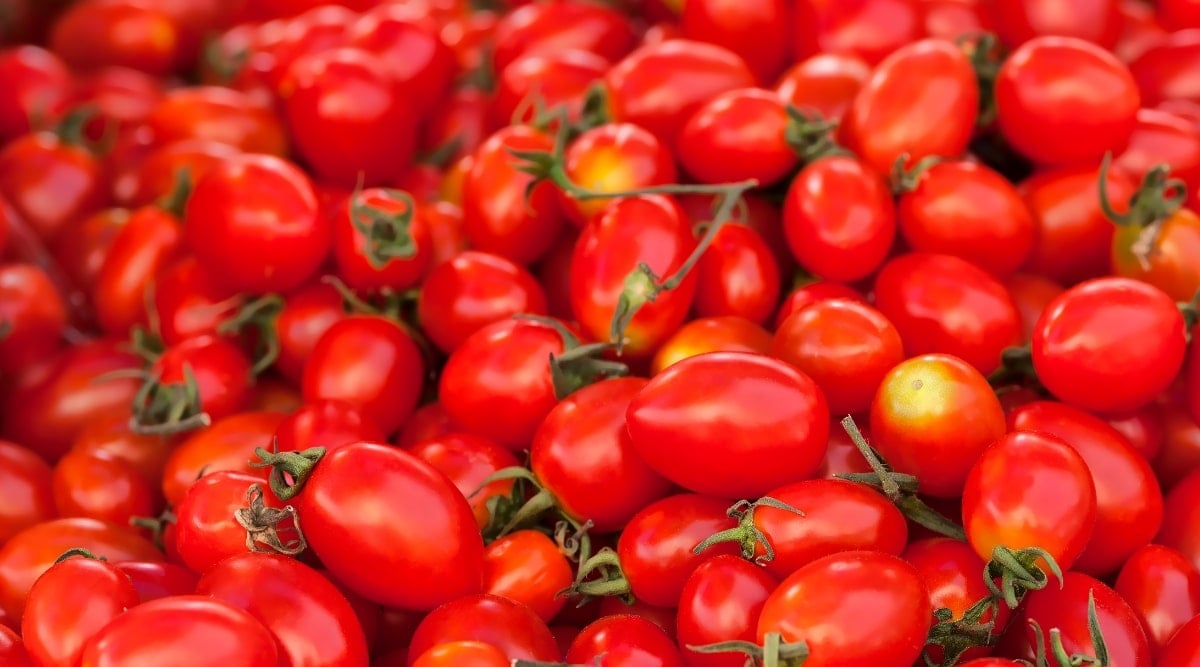 Image with numerous red small fruit that are slightly oblong in shape. Some of them have green calyxes. About three of them are yellowish at their top. The top left corner of the image looks blurry.