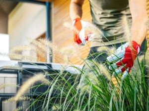 Overgrown ornamental grass being trimmed by a gardener wearing gloves and pruning shears to work on the plants