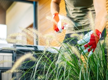 Overgrown ornamental grass being trimmed by a gardener wearing gloves and pruning shears to work on the plants
