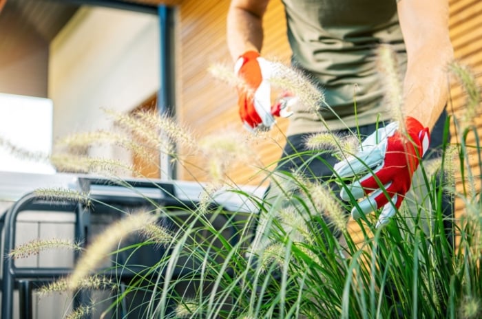 Overgrown ornamental grass being trimmed by a gardener wearing gloves and pruning shears to work on the plants