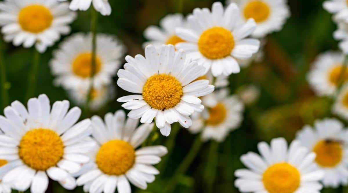 Ox-Eye Daisy