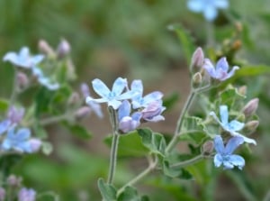 Clusters of delicate light blue flowers with narrow green leaves against a soft natural background.