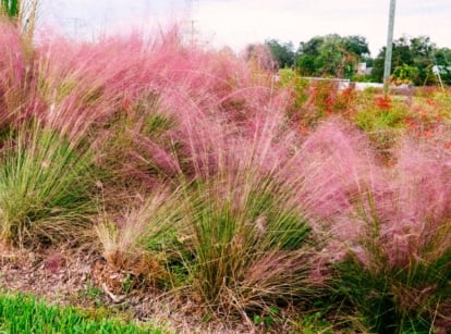 fast-spreading seeds of pampas grass may require alternatives