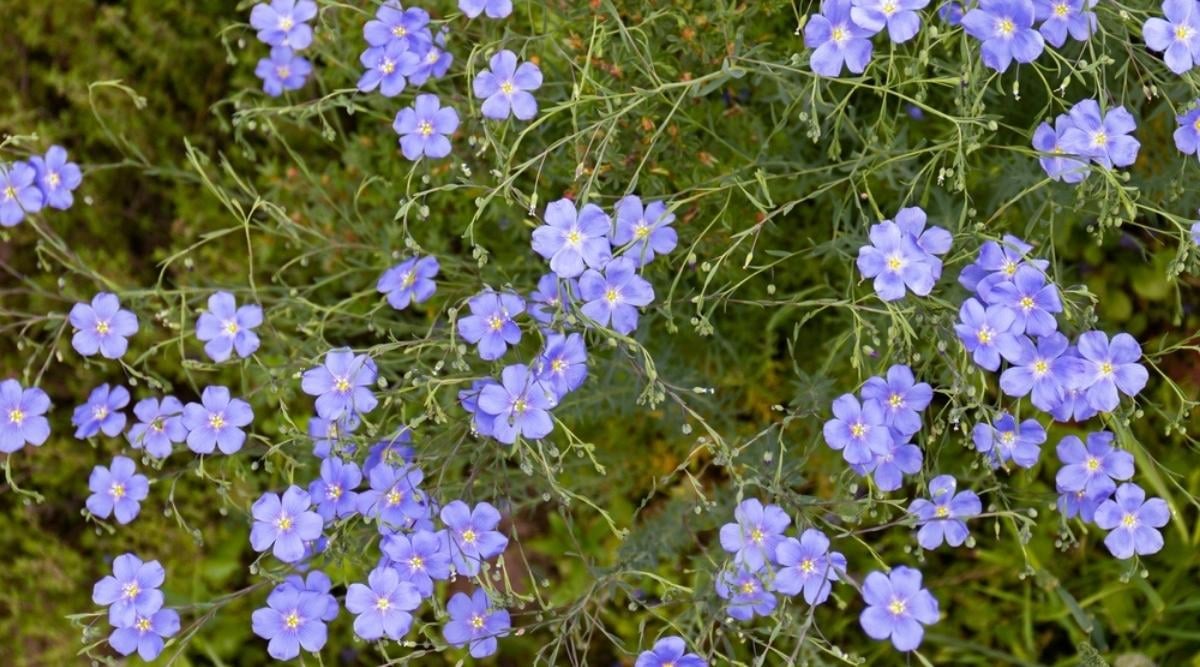 Perennial Flax
