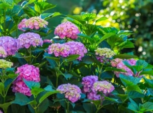 Perennial flowers didn't come back. Blooming pink hydrangea bush with rounded clusters of soft pink flowers, large ovate leaves with serrated edges, and woody stems.