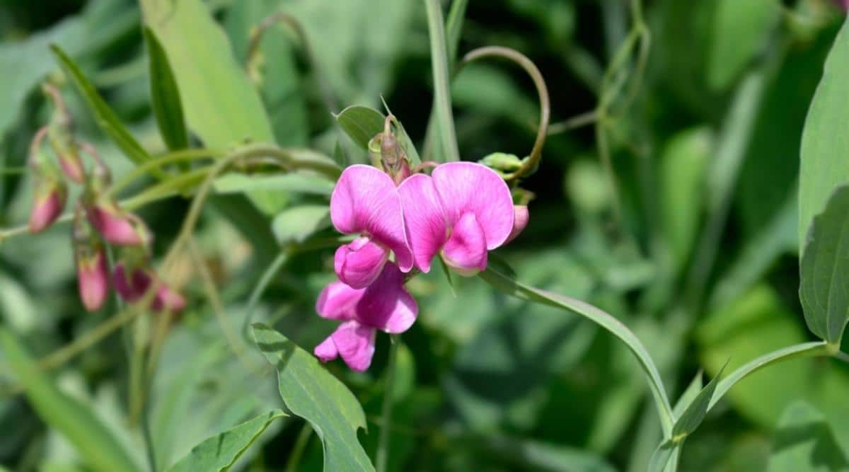 Perennial Sweet Pea