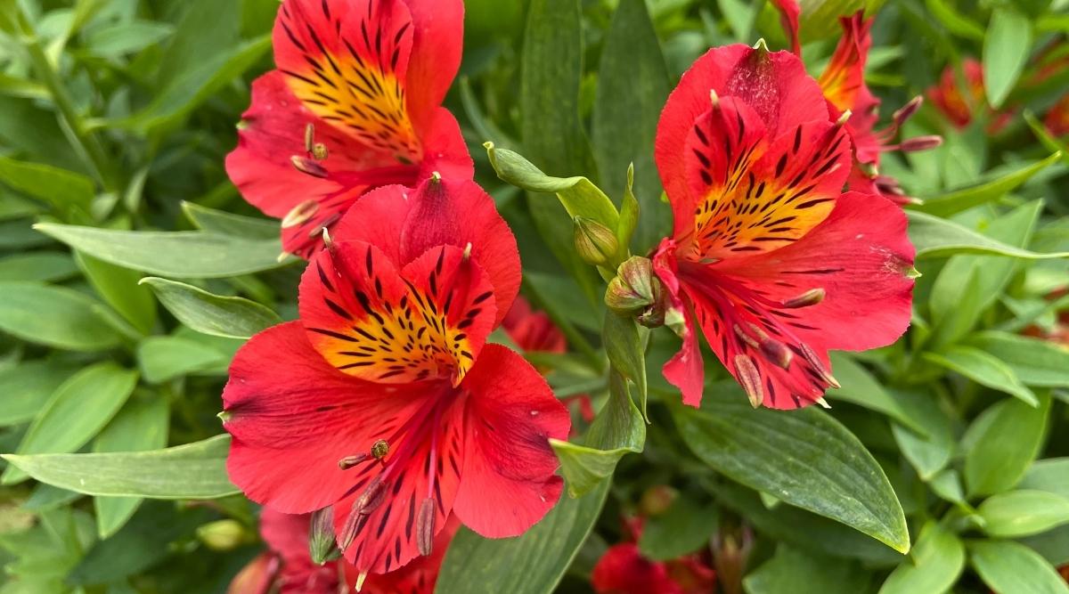 Peruvian Lily