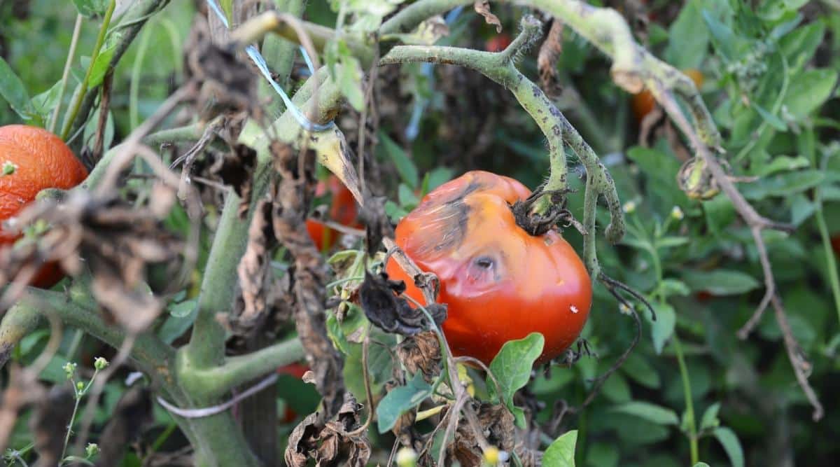 Red Vegetable Infected With Rotting Disease