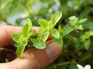 Close-up of a woman's hand pinching the top leaves of an oregano herb, featuring oval, green, slightly hairy leaves.