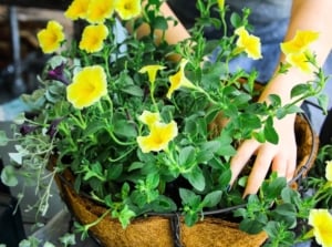 hands planting yellow flowers in hanging basket