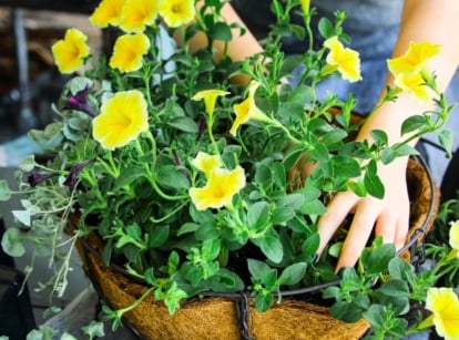 hands planting yellow flowers in hanging basket