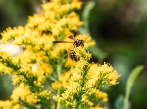 Bright yellow goldenrod flowers with slender petals attract wasps like the Asian paper wasp collecting pollen and nectar.