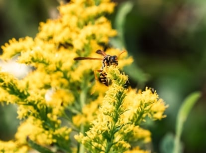 Bright yellow goldenrod flowers with slender petals attract wasps like the Asian paper wasp collecting pollen and nectar.
