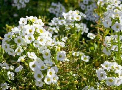 Lobularia maritima has small, gray-green, narrow leaves and produces dense clusters of tiny, fragrant flowers in white that form a carpet-like mat.