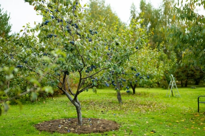 A green plum plant with slender branches, small leaves, and ripening purple plums growing low to the ground.