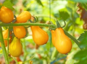 A cluster of vibrant, pear-shaped yellow and orange fruits on delicate green stems amidst foliage, representing pole tomato varieties.