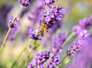 A bee pollinator gathers nectar from vibrant purple lavender flowers, one of many pollinator herbs, atop slender stems in a sunlit garden bed.