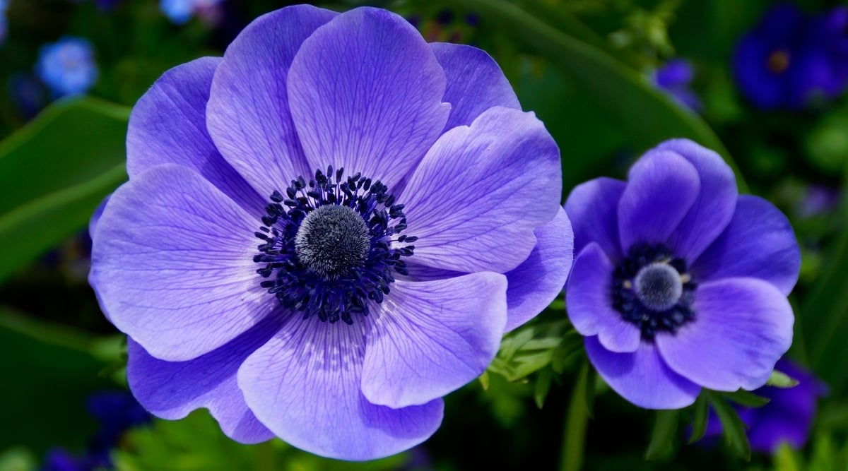 Poppy Anemone