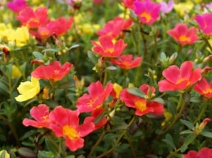 Portulaca grandiflora features succulent, cylindrical leaves and vibrant, cup-shaped flowers in a variety of colors.