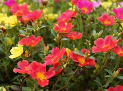 Portulaca grandiflora features succulent, cylindrical leaves and vibrant, cup-shaped flowers in a variety of colors.