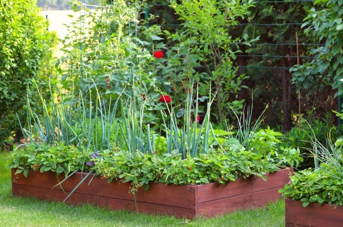 View of the potager kitchen garden. The garden features a wooden raised bed with growing tomatoes, carrots, onions, basil and strawberries. Behind the raised bed are vertical trellises along which a red climbing rose climbs. Dwarf fruit trees grow next to the garden bed.