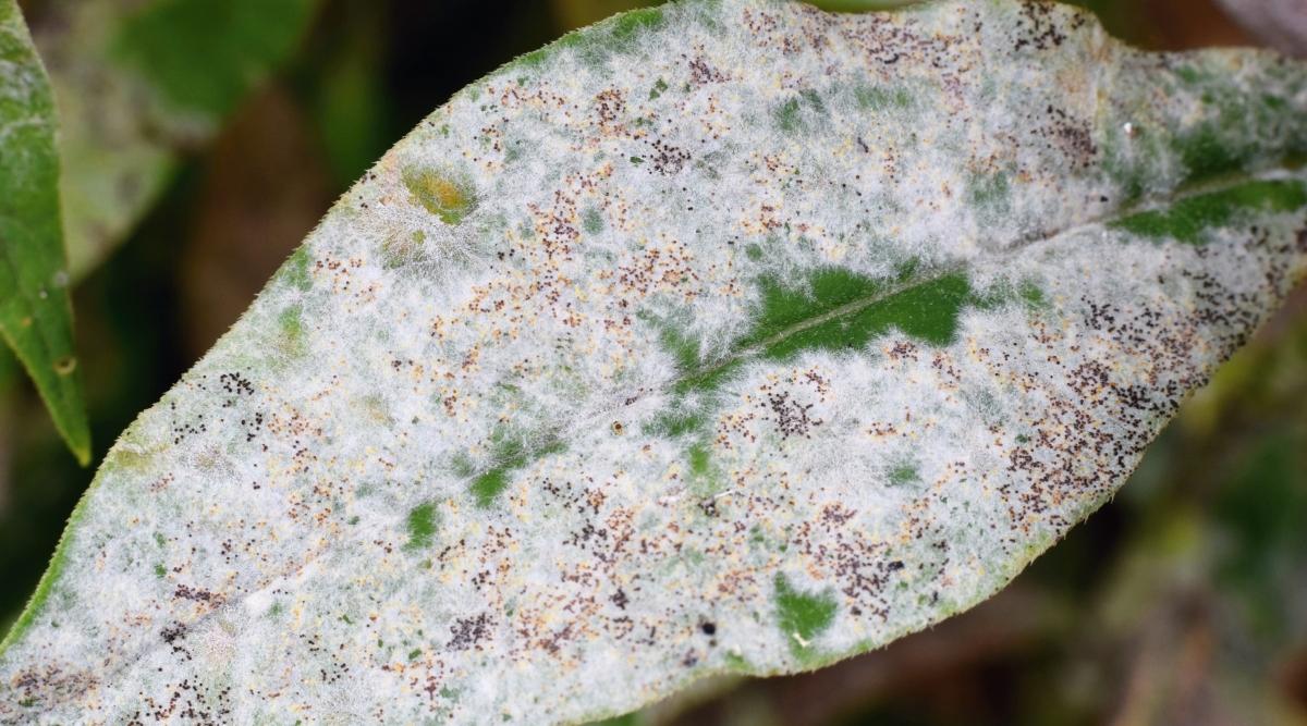 Powdery Mildew disease covering green plant leaf