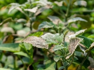 Heliotrope plant leaves covered in powdery mildew, with additional foliage blurred in the background