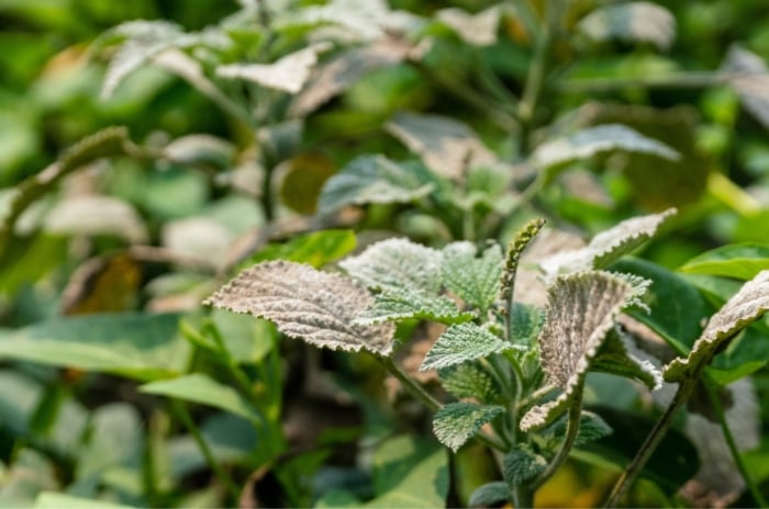 Heliotrope plant leaves covered in powdery mildew, with additional foliage blurred in the background