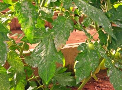 powdery mildew tomatoes