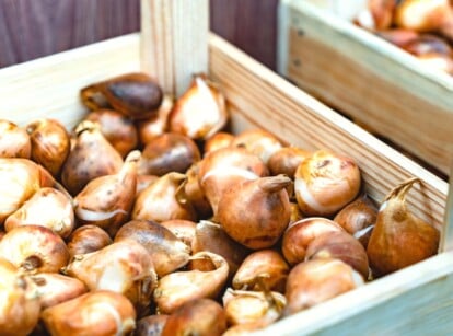 A rustic wooden box filled with a display of pink tulip bulbs and sunny yellow daffodil bulbs. These flower bulbs rest in perfect harmony, ready to be planted and bring forth a symphony of blooming beauty in the garden.