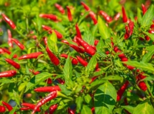 productive high yield red chili peppers