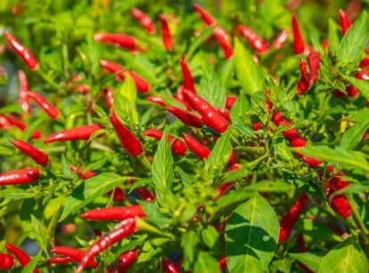 productive high yield red chili peppers