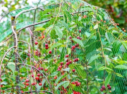 A young cherry tree with bright red fruits and green foliage is covered with protective plastic netting to protect the garden from birds.