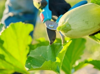 Close-up of a gardener with blue pruning shears preparing to prune a squash plant with large green foliage and oblong light green fruits.