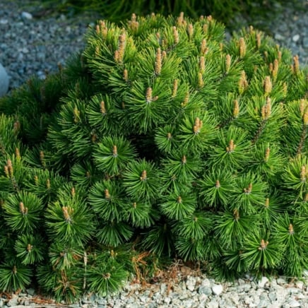Pumillio Mugho Pine