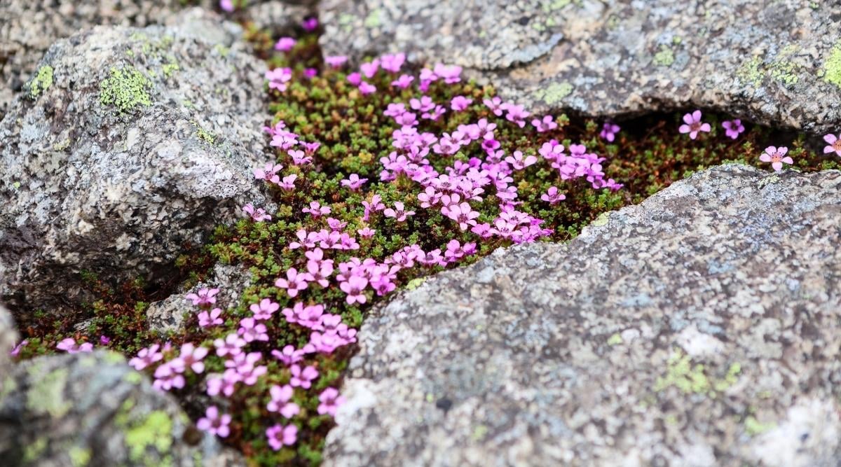 Purple Mountain Saxifrage