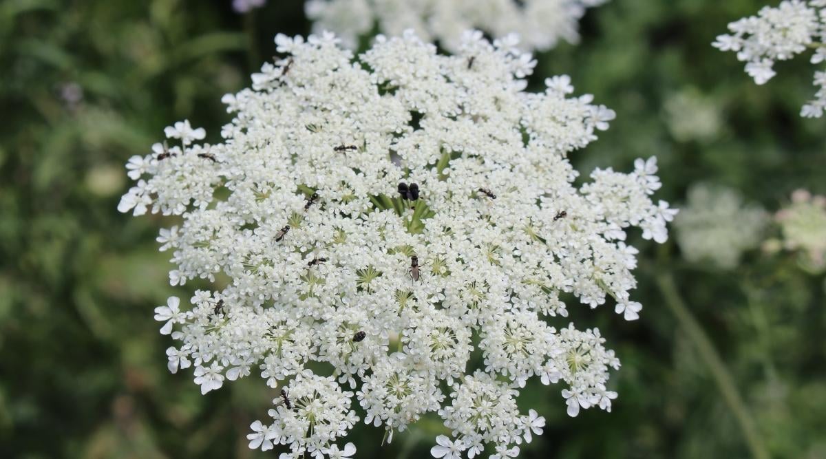 Queen Annes Lace