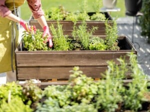 raised bed garden benefits