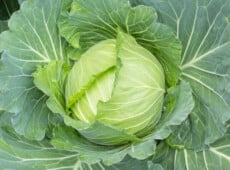 Cabbage ready to harvest