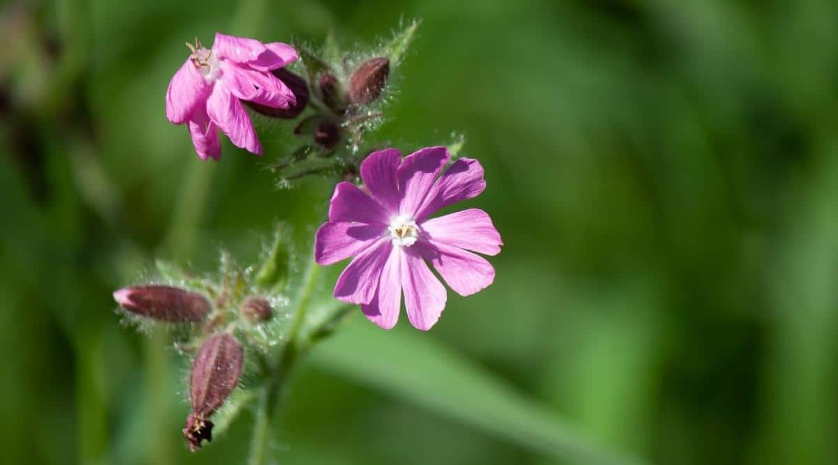 Red Campion