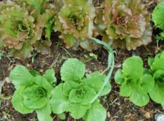 Red Iceberg and Romaine lettuce