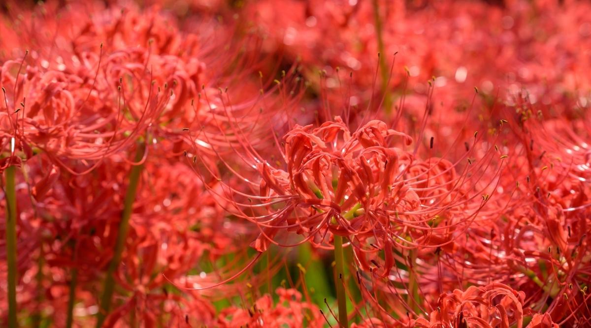 Red Spider Lily