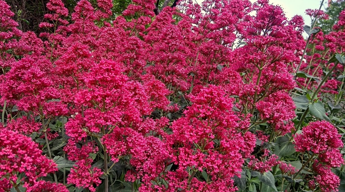 Red Valerian