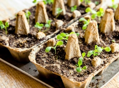 Close-up of young seedlings with tiny round cotyledons growing in cardboard egg trays filled with fresh soil to reduce seed-starting cost.