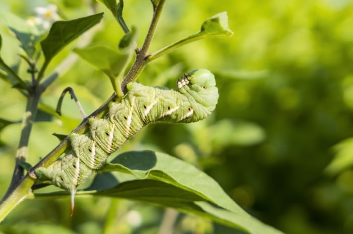 A large green tomato hornworm clings to a tomato stem among chewed leaves, highlighting the need to repel tomato hornworms naturally.