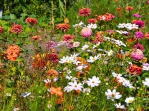 Close-up of blooming annuals, including cosmos and zinnias growing in a sunny garden, showing fading annuals reviving.