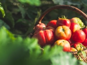 Freshly picked immature red and yellow tomatoes in a large wicker basket in a sunny garden, demonstrating how tomatoes ripen faster.